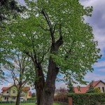 Pomnik przyrody Tilia platyphyllos