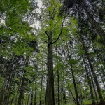 Pomnik przyrody Fagus sylvatica