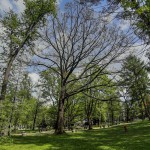Pomnik przyrody Quercus robur