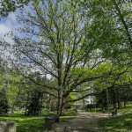 Pomnik przyrody Quercus robur