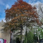 Pomnik przyrody Fagus sylvatica