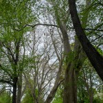 Pomnik przyrody Platanus xhispanica