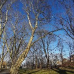 Pomnik przyrody Platanus xhispanica