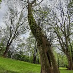 Pomnik przyrody Platanus xhispanica