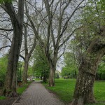 Pomnik przyrody Platanus xhispanica