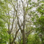 Pomnik przyrody Platanus xhispanica