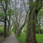 Pomnik przyrody Platanus xhispanica