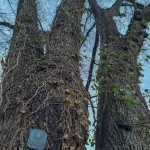 Pomnik przyrody Ulmus glabra
