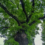 Pomnik przyrody Quercus robur