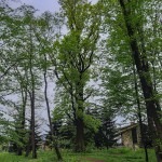 Pomnik przyrody Quercus robur