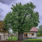 Pomnik przyrody Tilia platyphyllos