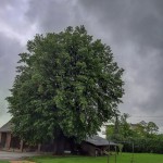 Pomnik przyrody Tilia tomentosa