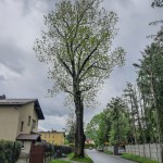 Pomnik przyrody Fraxinus excelsior