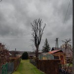 Pomnik przyrody Tilia xeurpaea