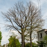 Pomnik przyrody Quercus robur