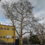 Pomnik przyrody Platanus xhispanica