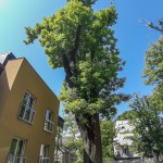 Pomnik przyrody Fraxinus excelsior