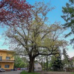 Pomnik przyrody Ulmus glabra
