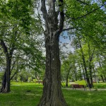 Pomnik przyrody Carpinus betulus