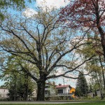 Pomnik przyrody Acer pseudoplatanus