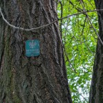 Pomnik przyrody Gingko biloba