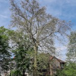 Pomnik przyrody Platanus xhispanica