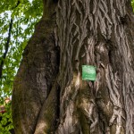 Pomnik przyrody Carpinus betulus