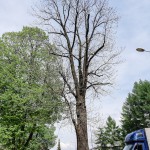 Pomnik przyrody Fraxinus excelsior