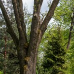 Pomnik przyrody Fraxinus excelsior