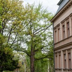 Pomnik przyrody Gingko biloba