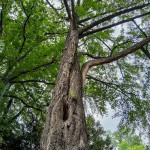 Pomnik przyrody Platanus xhispanica