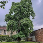 Pomnik przyrody Tilia tomentosa