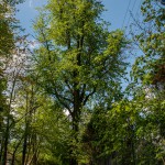 Pomnik przyrody Tilia platyphyllos
