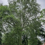 Pomnik przyrody Platanus xhispanica