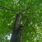 Pomnik przyrody Carpinus betulus