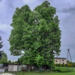 Pomnik przyrody Tilia cordata