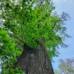 Pomnik przyrody Tilia cordata