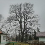 Pomnik przyrody Quercus robur