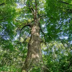 Pomnik przyrody Quercus robur