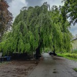 Pomnik przyrody Fagus sylvatica 'Pendula'