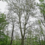 Pomnik przyrody Platanus xhispanica
