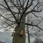 Pomnik przyrody Quercus robur