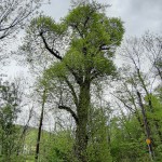 Pomnik przyrody Tilia cordata