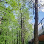 Pomnik przyrody Ulmus glabra