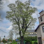 Pomnik przyrody Quercus robur