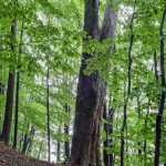 Pomnik przyrody Acer pseudoplatanus