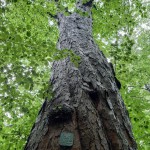 Pomnik przyrody Acer pseudoplatanus