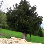 Pomnik przyrody Acer pseudoplatanus