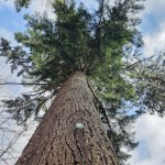 Pomnik przyrody Pseudotsuga menziesii