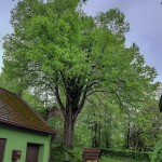 Pomnik przyrody Tilia cordata